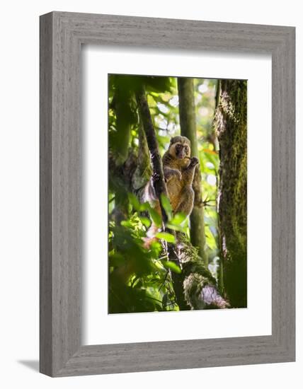 Golden Bamboo Lemur (Hapalemur Aureus) Male Eating Bamboo-Shoot-Konrad Wothe-Framed Photographic Print