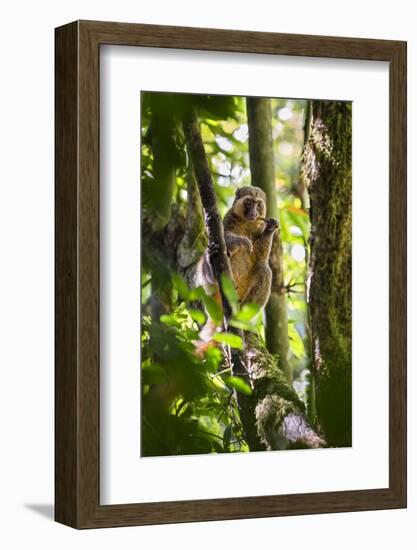 Golden Bamboo Lemur (Hapalemur Aureus) Male Eating Bamboo-Shoot-Konrad Wothe-Framed Photographic Print