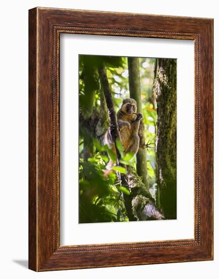 Golden Bamboo Lemur (Hapalemur Aureus) Male Eating Bamboo-Shoot-Konrad Wothe-Framed Photographic Print