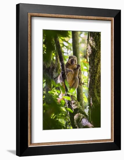 Golden Bamboo Lemur (Hapalemur Aureus) Male Eating Bamboo-Shoot-Konrad Wothe-Framed Photographic Print
