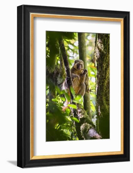 Golden Bamboo Lemur (Hapalemur Aureus) Male Eating Bamboo-Shoot-Konrad Wothe-Framed Photographic Print