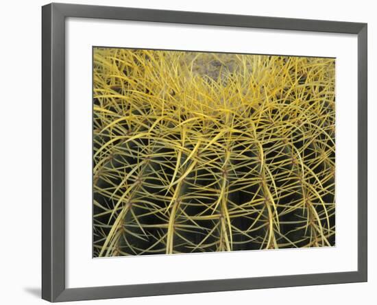 Golden Barrel Cactus, San Xavier, Arizona, USA-Jamie & Judy Wild-Framed Photographic Print