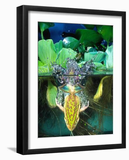 Golden Bell Frog Diving, Native to Australia-David Northcott-Framed Photographic Print