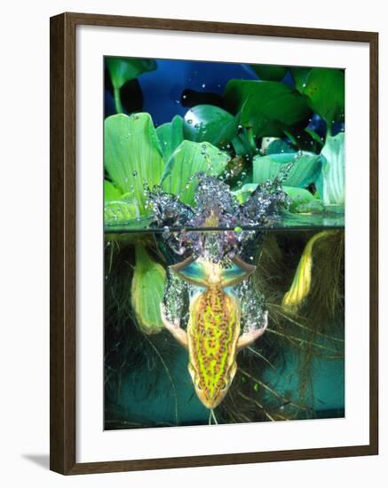 Golden Bell Frog Diving, Native to Australia-David Northcott-Framed Photographic Print