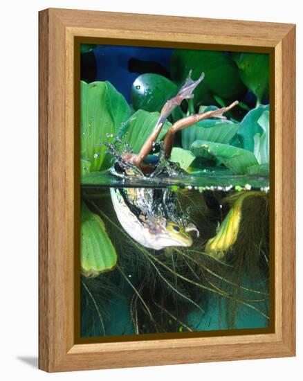 Golden Bell Frog Diving-David Northcott-Framed Premier Image Canvas