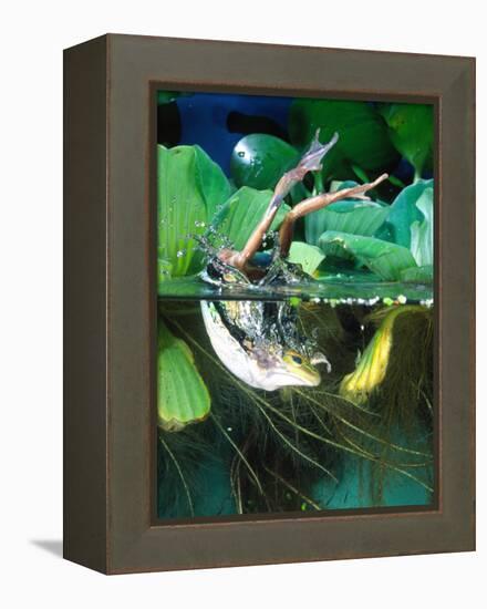 Golden Bell Frog Diving-David Northcott-Framed Premier Image Canvas