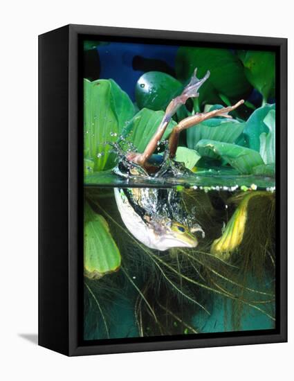 Golden Bell Frog Diving-David Northcott-Framed Premier Image Canvas