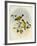 Golden-Bellied White-Eye (Zosterops Uropygialis)-null-Framed Giclee Print