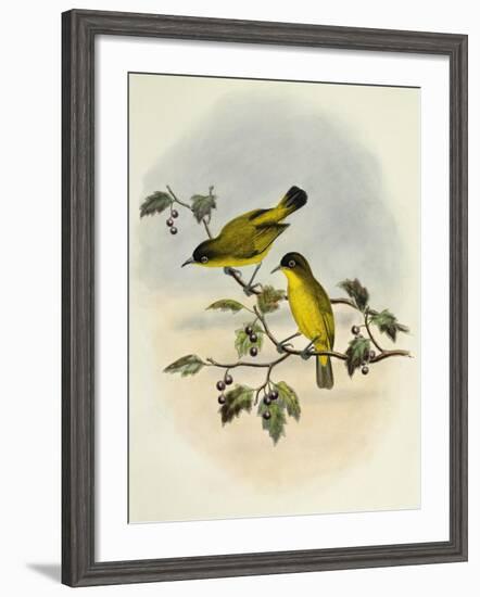 Golden-Bellied White-Eye (Zosterops Uropygialis)-null-Framed Giclee Print