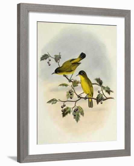 Golden-Bellied White-Eye (Zosterops Uropygialis)-null-Framed Giclee Print