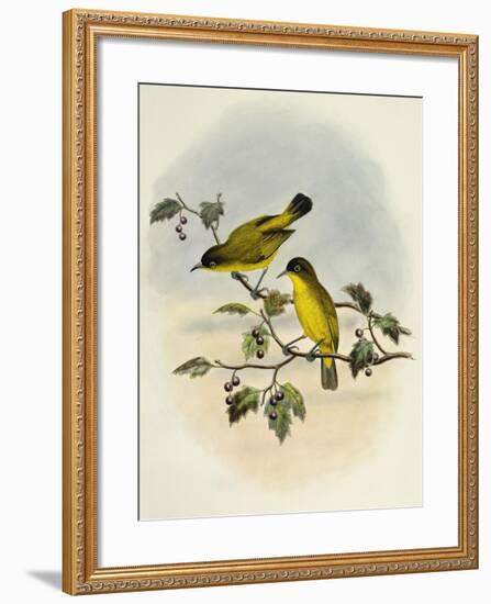 Golden-Bellied White-Eye (Zosterops Uropygialis)-null-Framed Giclee Print