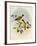 Golden-Bellied White-Eye (Zosterops Uropygialis)-null-Framed Giclee Print