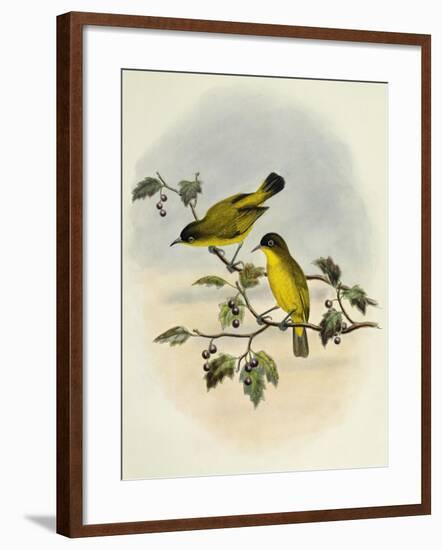 Golden-Bellied White-Eye (Zosterops Uropygialis)-null-Framed Giclee Print