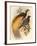 Golden Bird of Paradise-Alastair Reynolds-Framed Art Print