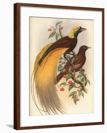 Golden Bird of Paradise-Alastair Reynolds-Framed Art Print