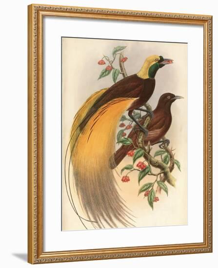 Golden Bird of Paradise-Alastair Reynolds-Framed Art Print