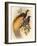 Golden Bird of Paradise-Alastair Reynolds-Framed Art Print