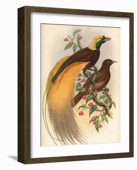 Golden Bird of Paradise-Alastair Reynolds-Framed Art Print