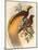 Golden Bird of Paradise-Alastair Reynolds-Mounted Art Print