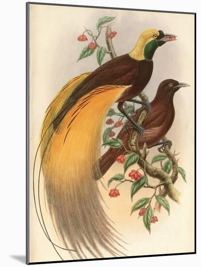 Golden Bird of Paradise-Alastair Reynolds-Mounted Art Print