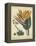 Golden Bird of Paradise-Sydenham Teast Edwards-Framed Stretched Canvas