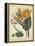 Golden Bird of Paradise-Sydenham Teast Edwards-Framed Stretched Canvas