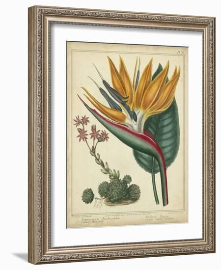 Golden Bird of Paradise-Sydenham Teast Edwards-Framed Art Print