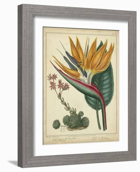 Golden Bird of Paradise-Sydenham Teast Edwards-Framed Art Print