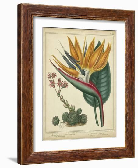 Golden Bird of Paradise-Sydenham Teast Edwards-Framed Art Print