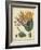 Golden Bird of Paradise-Sydenham Teast Edwards-Framed Art Print