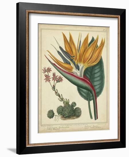 Golden Bird of Paradise-Sydenham Teast Edwards-Framed Art Print