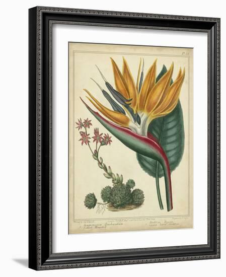 Golden Bird of Paradise-Sydenham Teast Edwards-Framed Art Print