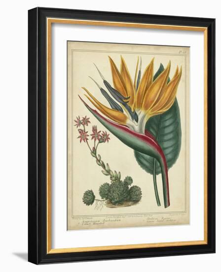 Golden Bird of Paradise-Sydenham Teast Edwards-Framed Art Print