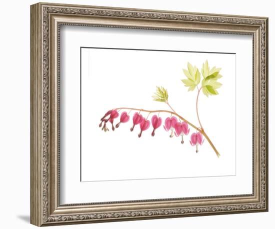 Golden Bleeding Heart-Judy Stalus-Framed Premium Giclee Print