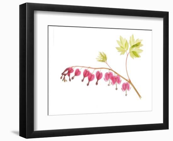 Golden Bleeding Heart-Judy Stalus-Framed Premium Giclee Print