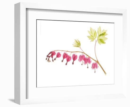 Golden Bleeding Heart-Judy Stalus-Framed Premium Giclee Print