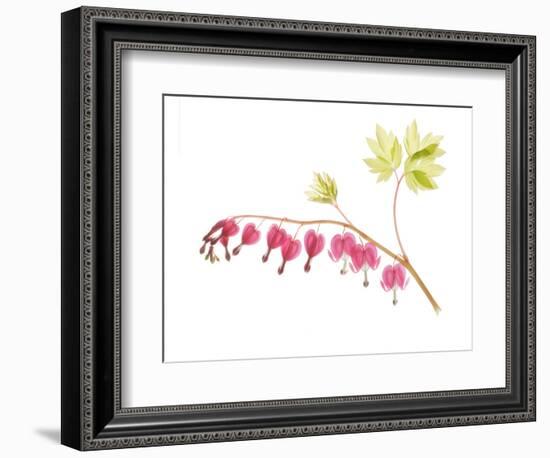 Golden Bleeding Heart-Judy Stalus-Framed Premium Giclee Print