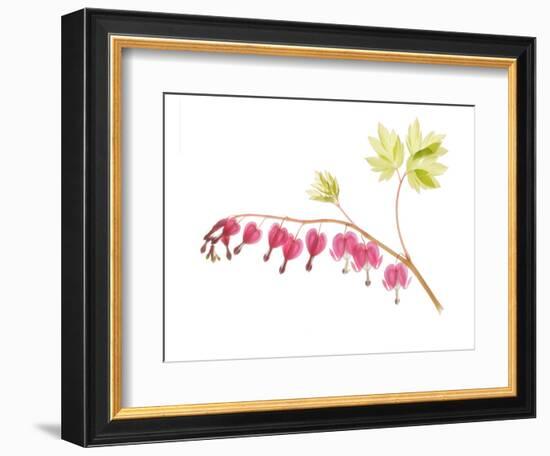 Golden Bleeding Heart-Judy Stalus-Framed Premium Giclee Print