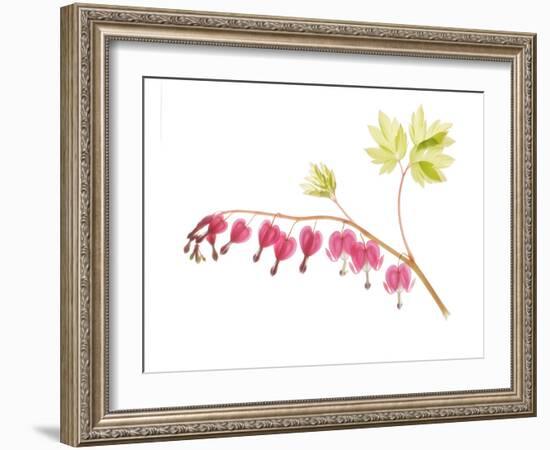 Golden Bleeding Heart-Judy Stalus-Framed Art Print