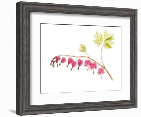 Golden Bleeding Heart-Judy Stalus-Framed Art Print