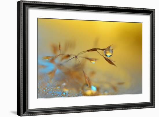 Golden Blue-Heidi Westum-Framed Photographic Print