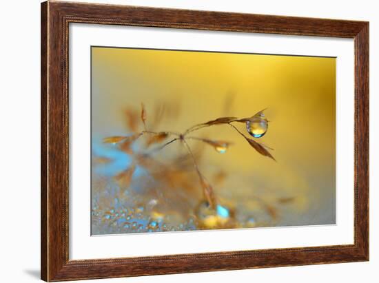 Golden Blue-Heidi Westum-Framed Photographic Print