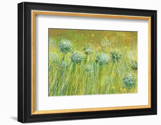 Golden breeze-Claire Westwood-Framed Art Print