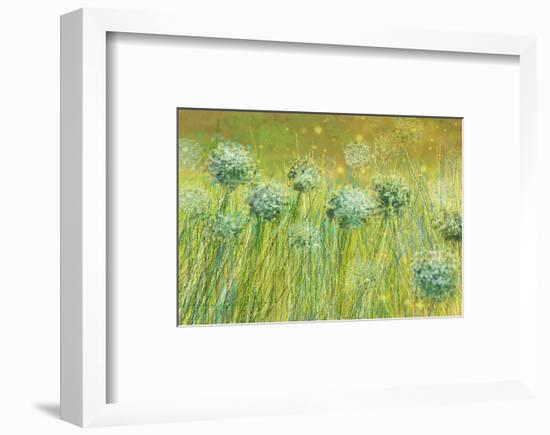 Golden breeze-Claire Westwood-Framed Art Print