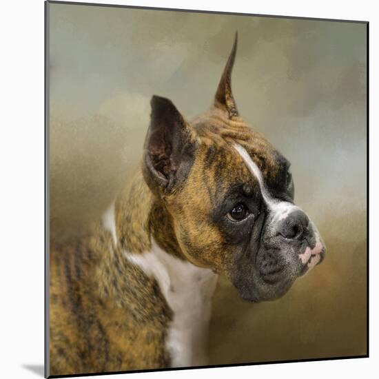 Golden Brindle Boxer-Jai Johnson-Mounted Giclee Print