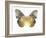 Golden Butterfly I-Julia Bosco-Framed Art Print