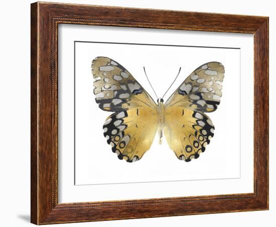 Golden Butterfly I-Julia Bosco-Framed Art Print
