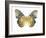 Golden Butterfly I-Julia Bosco-Framed Art Print