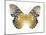 Golden Butterfly I-Julia Bosco-Mounted Art Print