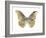 Golden Butterfly II-Julia Bosco-Framed Art Print